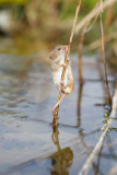 Harvest mouse explores reed bed, near Corwen, north Wales - 20 Mar 2015
