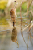 Harvest mouse explores reed bed, near Corwen, north Wales - 20 Mar 2015