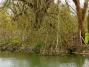Builders ordered to remove new fencing at home of George Clooney and Amal Alamuddin in Sonning-on-Thames, Berkshire, Britain - 30 Mar 2015