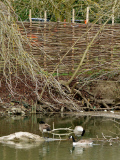 Builders ordered to remove new fencing at home of George Clooney and Amal Alamuddin in Sonning-on-Thames, Berkshire, Britain - 30 Mar 2015
