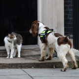 Claws out on Downing Street as tensions rise