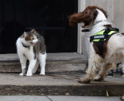 Claws out on Downing Street as tensions rise