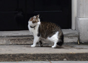 Claws out on Downing Street as tensions rise