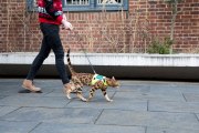 Royal National Institute of Blind People launches April Fool's cat training scheme, Britain, Mar 2015