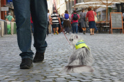 Royal National Institute of Blind People launches April Fool's cat training scheme, Britain, Mar 2015