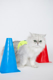 Royal National Institute of Blind People launches April Fool's cat training scheme, Britain, Mar 2015