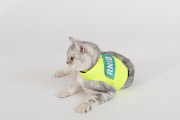 Royal National Institute of Blind People launches April Fool's cat training scheme, Britain, Mar 2015