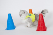 Royal National Institute of Blind People launches April Fool's cat training scheme, Britain, Mar 2015