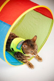 Royal National Institute of Blind People launches April Fool's cat training scheme, Britain, Mar 2015
