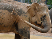 Elephant herd enjoy their new mud wallowing pool at Melbourne Zoo, Australia - 01 Apr 2015