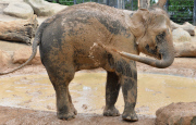 Elephant herd enjoy their new mud wallowing pool at Melbourne Zoo, Australia - 01 Apr 2015