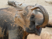 Elephant herd enjoy their new mud wallowing pool at Melbourne Zoo, Australia - 01 Apr 2015
