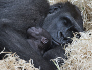 Baby gorilla and mother at Melbourne Zoo, Australia - 01 Apr 2015