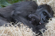 Baby gorilla and mother at Melbourne Zoo, Australia - 01 Apr 2015