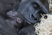 Baby gorilla and mother at Melbourne Zoo, Australia - 01 Apr 2015