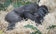 Baby gorilla and mother at Melbourne Zoo, Australia - 01 Apr 2015