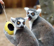 Easter surprise for Lemurs at London Zoo