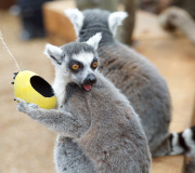 Easter surprise for Lemurs at London Zoo