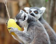 Easter surprise for Lemurs at London Zoo
