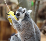 Easter surprise for Lemurs at London Zoo