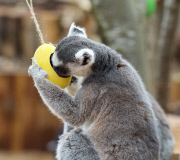 Easter surprise for Lemurs at London Zoo