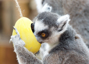 Easter surprise for Lemurs at London Zoo