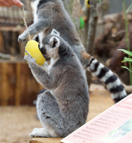 Easter surprise for Lemurs at London Zoo