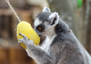 Easter surprise for Lemurs at London Zoo