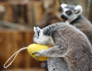 Easter surprise for Lemurs at London Zoo