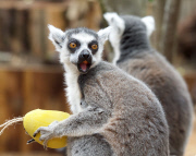 Easter surprise for Lemurs at London Zoo