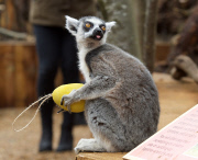 Easter surprise for Lemurs at London Zoo