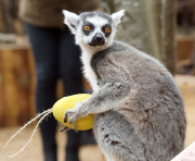 Easter surprise for Lemurs at London Zoo
