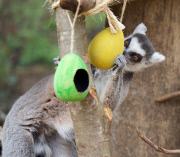 Easter surprise for Lemurs at London Zoo