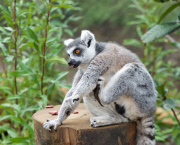 Easter surprise for Lemurs at London Zoo
