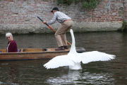 Swan nicknamed 'Asboy' attacks people using the River Cam, Cambridge, Britain - 12 Aug 2014