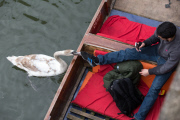 Asbaby the swan, grandson of Asbo, attacking punters on River Cam, Cambridge, Britain - 04 Apr 2015