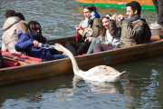 Asbaby the swan, grandson of Asbo, attacking punters on River Cam, Cambridge, Britain - 02 Apr 2015