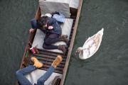 Asbaby the swan, grandson of Asbo, attacking punters on River Cam, Cambridge, Britain - 01 Apr 2015
