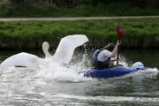 Swan nicknamed 'Asboy' attacks other animals, people and boats near River Cam, Cambridge, Britain - 14 Oct 2013