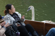 Asbaby the swan, grandson of Asbo, attacking punters on River Cam, Cambridge, Britain - 02 Apr 2015