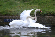 Swan nicknamed 'Asboy' attacks other animals, people and boats near River Cam, Cambridge, Britain - 14 Oct 2013