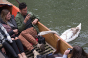 Asbaby the swan, grandson of Asbo, attacking punters on River Cam, Cambridge, Britain - 01 Apr 2015
