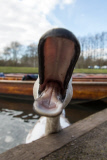 Asbaby the swan, grandson of Asbo, attacking punters on River Cam, Cambridge, Britain - 27 Mar 2015