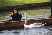 Asbaby the swan, grandson of Asbo, attacking punters on River Cam, Cambridge, Britain - 02 Apr 2015