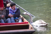 Asbaby the swan, grandson of Asbo, attacking punters on River Cam, Cambridge, Britain - 02 Apr 2015