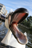 Swan nicknamed 'Asboy' attacks people using the River Cam, Cambridge, Britain - 12 Aug 2014