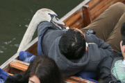 Asbaby the swan, grandson of Asbo, attacking punters on River Cam, Cambridge, Britain - 04 Apr 2015