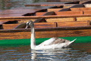 Asbaby the swan, grandson of Asbo, attacking punters on River Cam, Cambridge, Britain - 02 Apr 2015