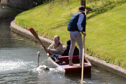 Asbaby the swan, grandson of Asbo, attacking punters on River Cam, Cambridge, Britain - 31 Mar 2015