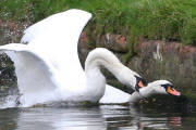 Swan nicknamed 'Asboy' attacks other animals, people and boats near River Cam, Cambridge, Britain - 14 Oct 2013